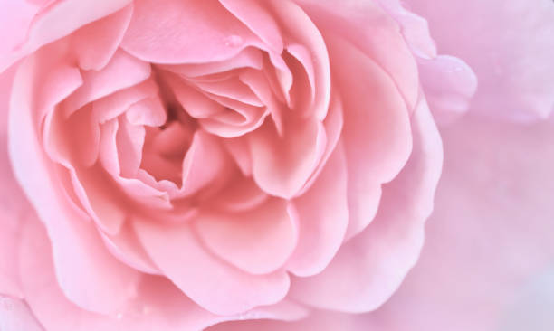 istock Pale pink rose flower. Macro flowers background for holiday design. Soft focus 2149076893
