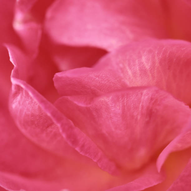istock Pink rose with stamens and pistil. Macro flowers background 2149076895