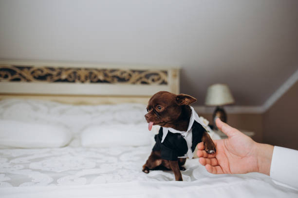 istock Golden doodle Dog in a suit 2149077025