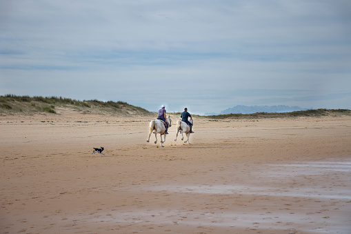Horses with riders galloping on the beach
