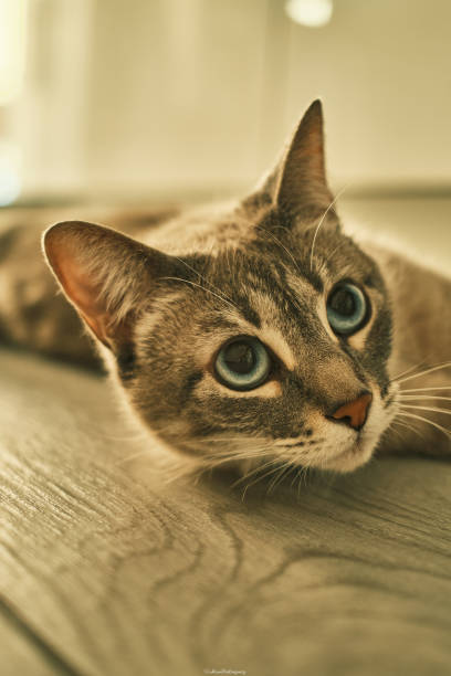 istock A cat with blue eyes is laying on a wooden table 2149077582