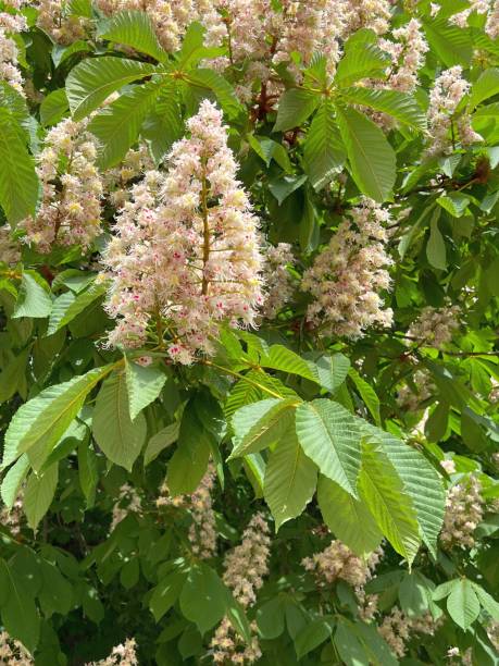 istock Flowers of a chestnut horse tree. 2149078709