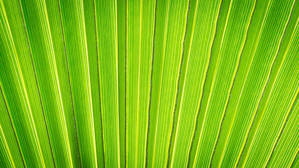 istock Close up of Palm leaf. Green palm tree leaf close up background. 2149079417