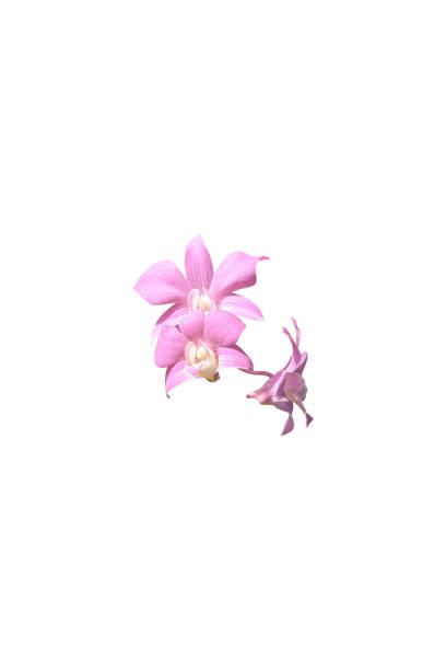 A single pink orchid flower with a striking appearance isolated against a plain white background, showcasing its elegant petals and form.