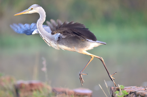 A heron on take off.