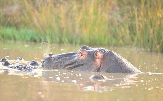Herd of hippos of different ages and genders is resting and digesting food on sandy island. Wild hippopotamus, relax on safe island in the waters of the Zambezi River.