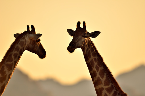 Portrait of two giraffes.