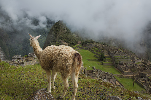 Llamas, alpacas in Ancient Inca city of Machu Picchu in the Andes. Peru. Clouds and mountains in the background. City in mystical clouds. Peru. South America. Latin America.