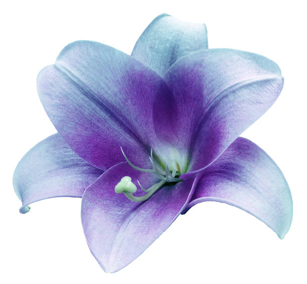 istock Lily    flower  on   a   white isolated background with clipping path.  Closeup. For design. View from above.  Nature. 2149079758