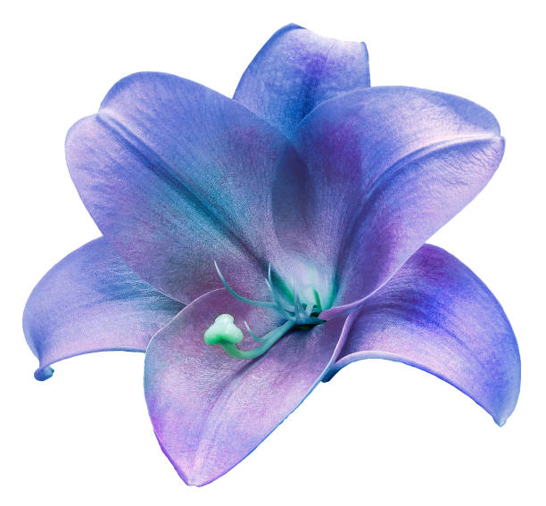 istock Lily flower  on a  white isolated background with clipping path.  Closeup. For design.   Nature. 2149079774