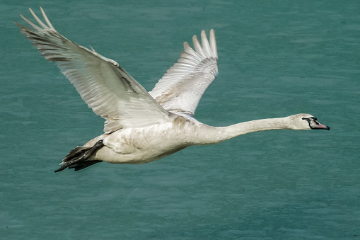Young swan flying over green ice of frozen lake, spread wings, flying big waterbird