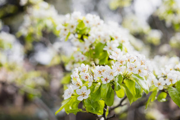 istock Bright colorful flowers on branches in the garden 2149080031