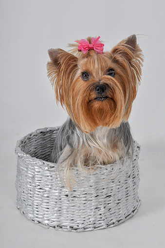 A Yorkshire terrier is sitting in a basket