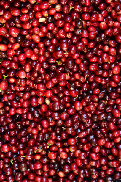 istock close up of fresh coffee beans 2149080681