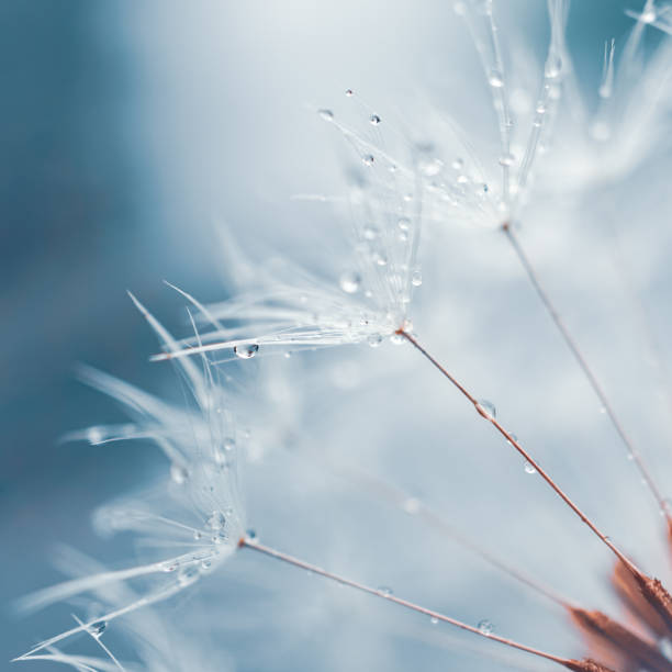 istock Beautiful dandelion flower seed in springtime, blue background 2149080935