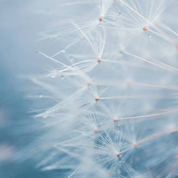 istock Beautiful dandelion flower seed in springtime, blue background 2149080948