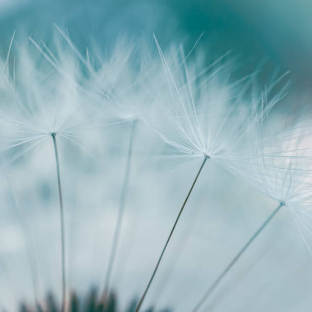 istock Beautiful dandelion flower seed in springtime, blue background 2149080951