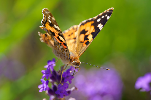 A Painted Lady (Vanessa cardui) butterfly with damaged wing in a lavender field in the summer. Green background.