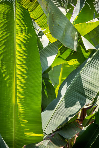Pattern of banana leaves in a plantation on Samosir island in lake Toba in North  Sumatra