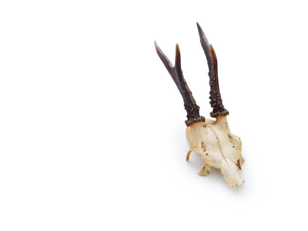 A skull with horns is shown in a black background. The skull is large and has a mouth that is open. The image has a dark and eerie mood, with the skull being the main focus