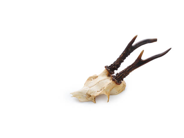 Still life of deer antlers shot with natural light