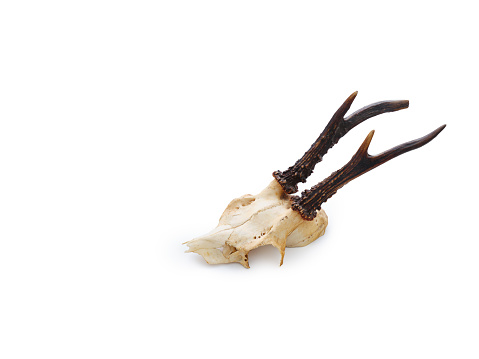 Deer skull top view isolated on white background with copy space