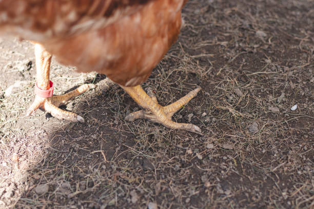 istock Domestic chicken with brown and white feathers running around the yard in the free range. Organic chickens. Homegrown eggs. Funny expression 2149081621