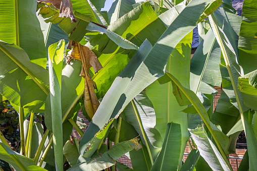 Pattern of banana leaves in a plantation on Samosir island in lake Toba in North  Sumatra