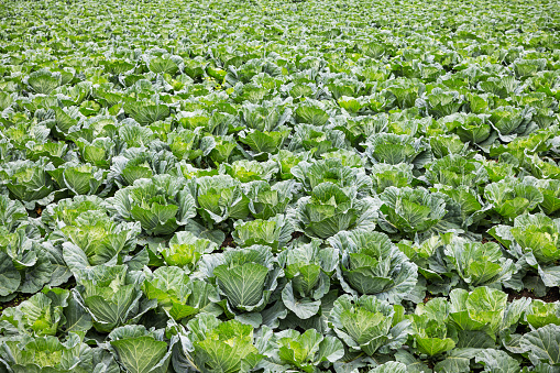Head cabbage growing in a field in the northern part of Sumatra