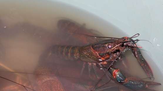 Close up view freshwater lobsters or crayfish. Fresh alive river prawn under clear water, raw food ingredient