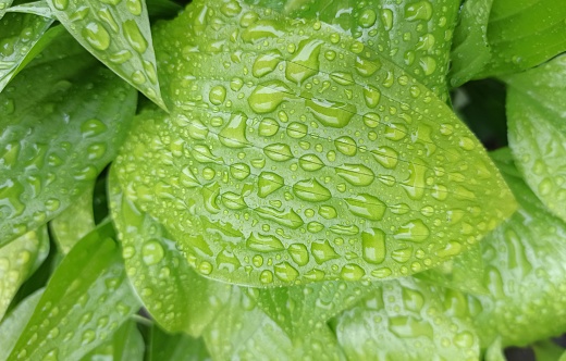 Hosta green leaves with water drops close-up. View from above. Macro. Spring freshness of nature