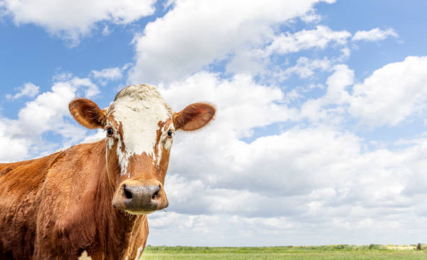 istock Cow in front of landscape, blue cloudy sky 2149085025