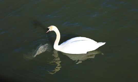 Beautiful swan swimming in The Avon River in Bristol city