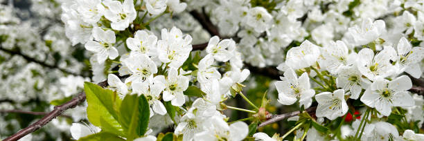 Amidst spring's growth, branches burst with white blossoms, a delicate and romantic scene of nature's beauty. Amidst spring's growth, branches burst with white blossoms, a delicate and romantic scene of nature's beauty. gelsemium sempervirens stock pictures, royalty-free photos & images