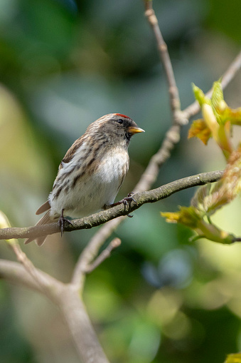 Lesser Redpoll perched in a sycamore tree during spring in West Yorkshire, England