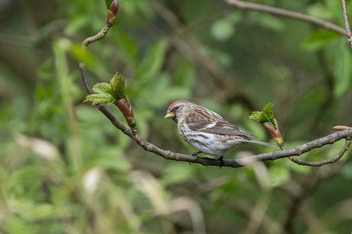 Lesser Redpoll perched in a sycamore tree during spring in West Yorkshire, England