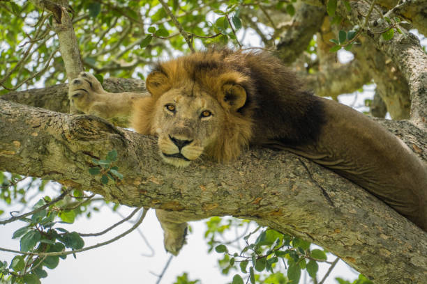 istock Lion in a tree, Queen Elizabeth National Park, Uganda 2149086543