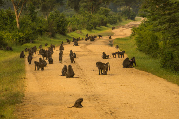 istock Baboons on the road, Queen Elizabeth National Park, Uganda 2149086555