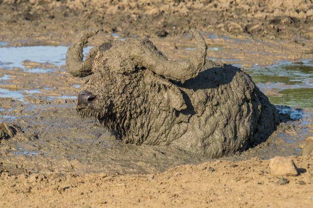 African buffalo in Lake Mburo, Uganda