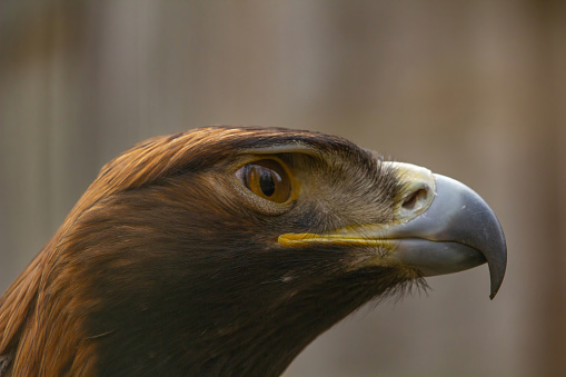 Portrait of Golden Eagle (Aquila chrysaetos). close up