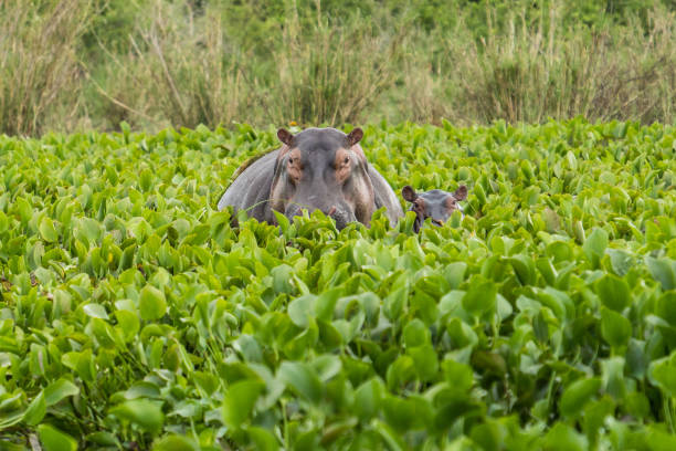 Hippo with baby in Murchison Falls National Park, Uganda