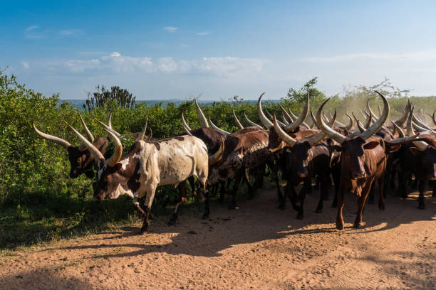 istock Ankole-Watusi cattle near Lake Mburo, Uganda 2149086662