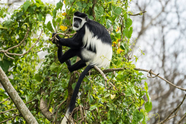 istock Black-and-white colobus  in Murchison Falls National Park, Uganda 2149086663