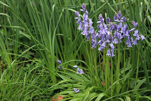 Many Bluebell flowers in the flowerbed. Hyacinthoides non-scripta plants in bloom on a sunny day