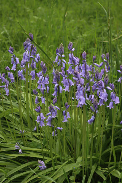 istock Many Bluebell flowers in the flowerbed. Hyacinthoides non-scripta 2149087046