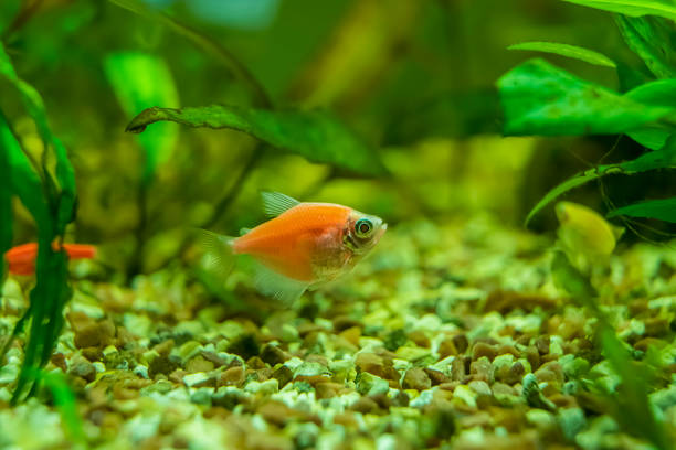 istock Ternetia aquarium fish close-up, freshwater aquarium 2149087582