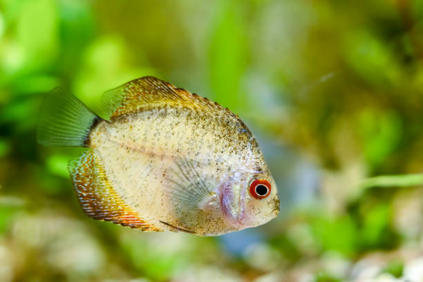 istock Young discus in aquarium, freshwater aquarium 2149087595