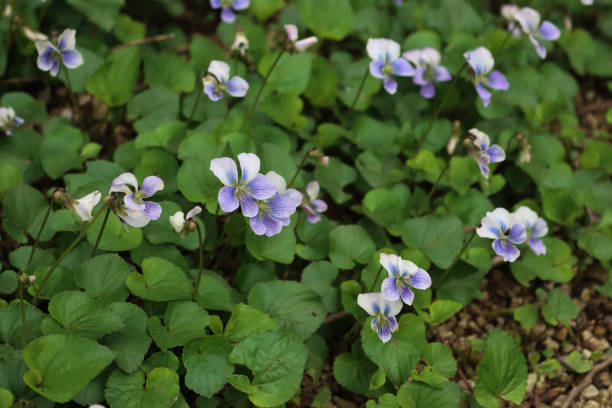istock Close-up of white violets with purple stripes . Viola Alba 2149087876