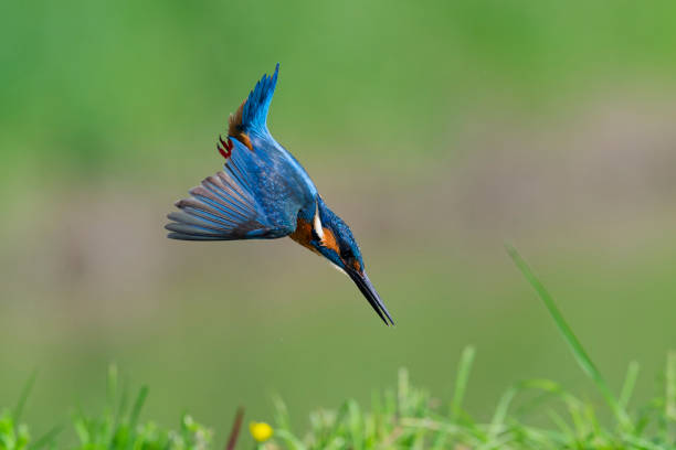 istock Kingfisher diving into the water to catch fish 2149088582