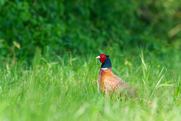 Male pheasant in the countryside